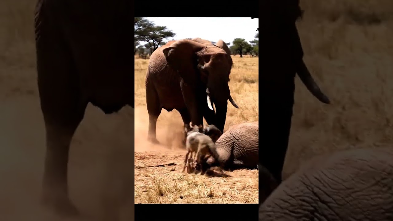 When Dad Arrives The Wolves Run A Story Of Elephant Family Protection