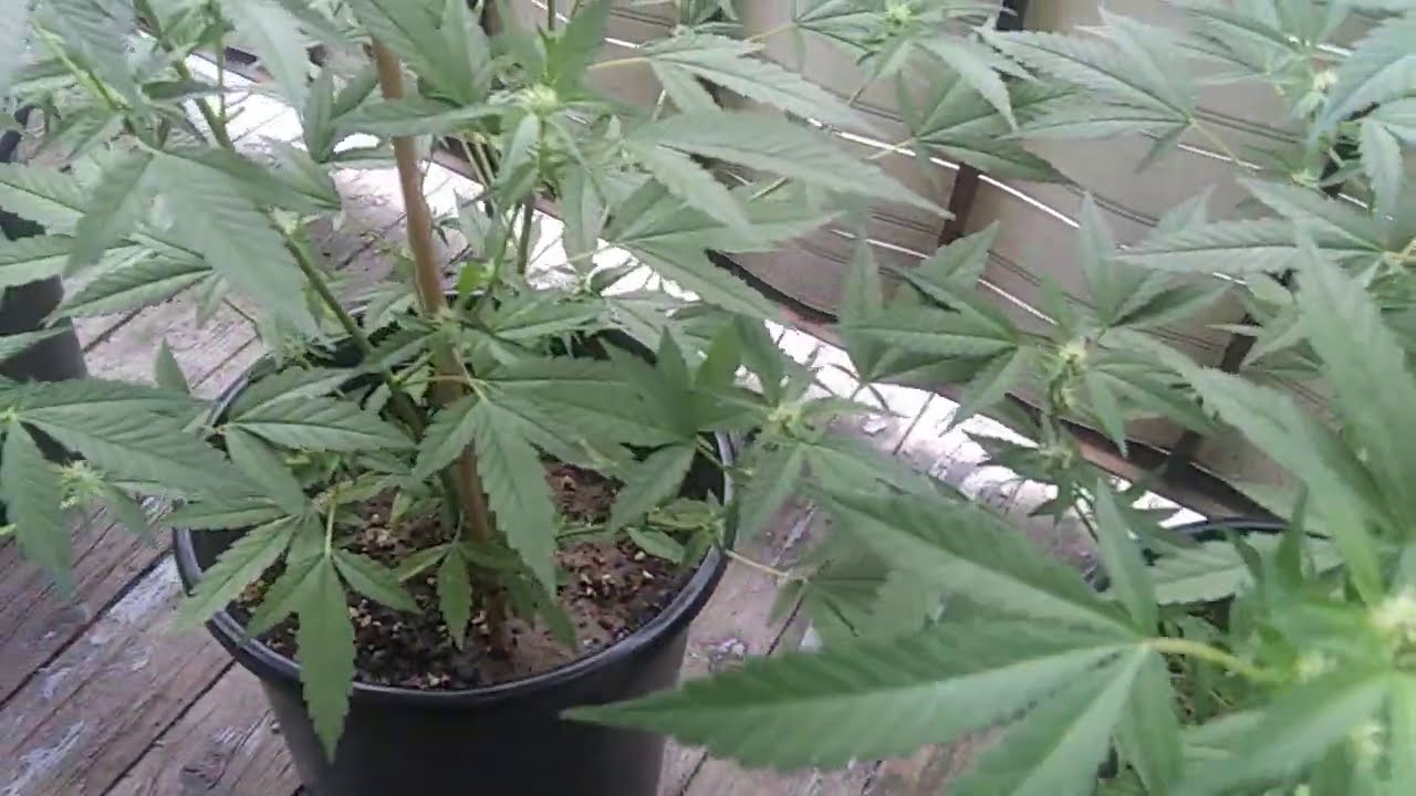 Balcony Weed grow #20 Sept. 6
