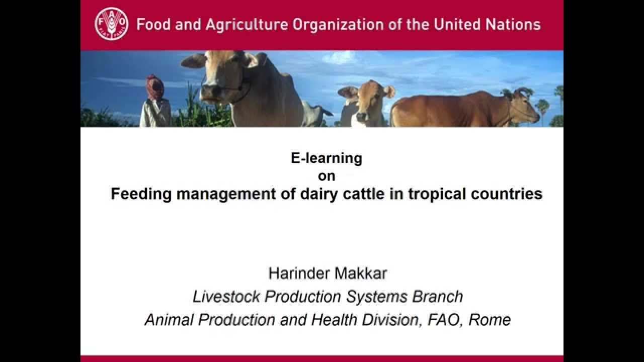FAO webinars Feeding management of dairy cattle in tropical countries