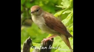 burung sikatan londo gacor