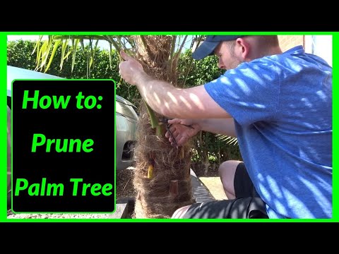 How to Prune / Cut / Maintain Palm Tree Leaves