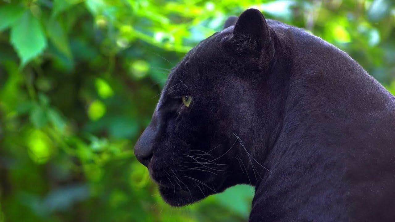 The Real Black Panther Documentary | Wild Planet - YouTube