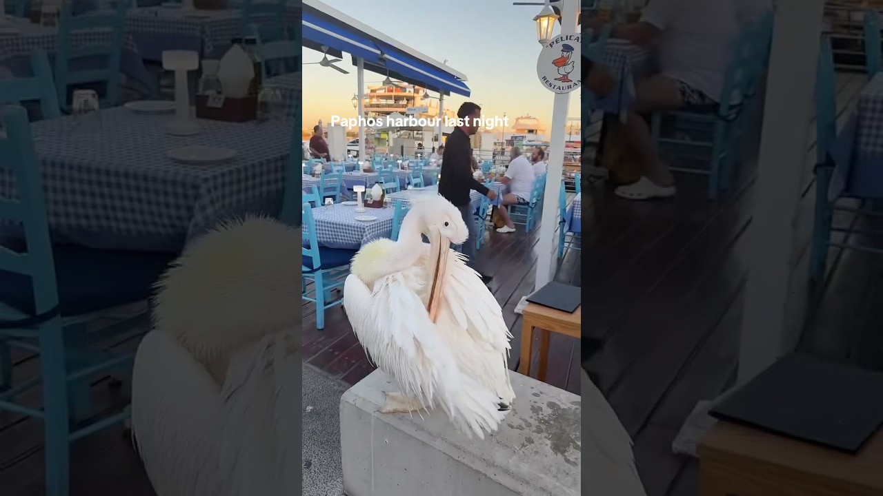 Paphos harbour last night 