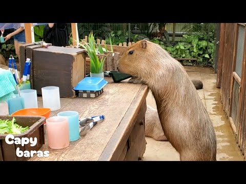 売り物のごはんを食べちゃったカピバラさんの挑戦★Capybara&rsquo;s favorite food on sale/神戸どうぶつ王国