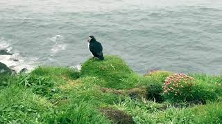 Puffin on Lunga Island, Scotland 🏴󠁧󠁢󠁳󠁣󠁴󠁿