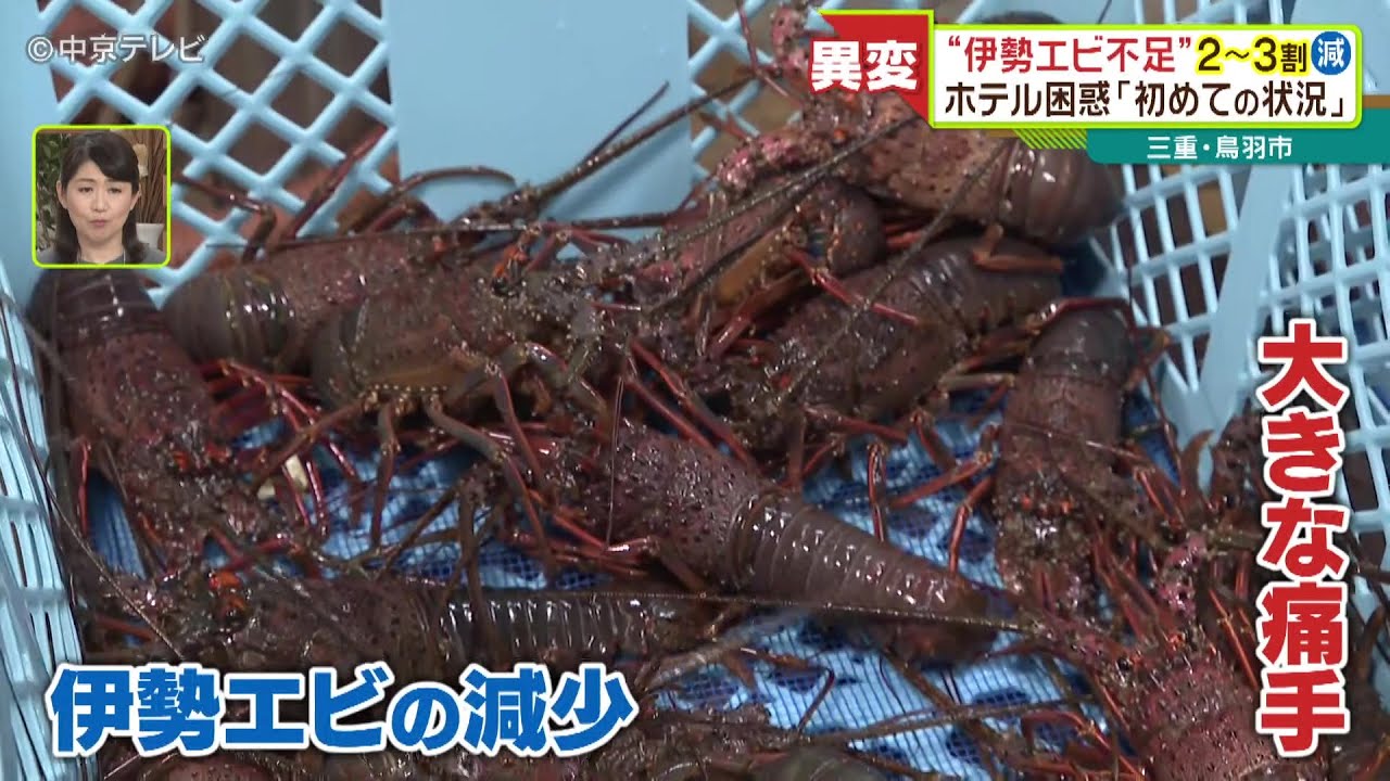 三重を代表する海の幸“伊勢エビ”が不足 ｢初めての状況｣にホテルが困惑 