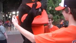 Meet the Oriole Bird