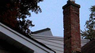 chimney fly down bats flock birds