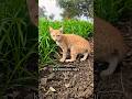 Khet Me Masti Karti Billi 😹 | Viral Cat Short leo #bagiraandleo ##cats #catshorts #shorts #meow
