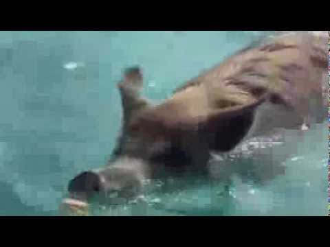 Vídeo: Como nadar com porcos nas Bahamas
