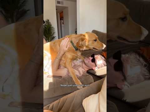 Coming Home To My Golden Retriever Retreiver Dog Onthisday Goldenretreivers Dogbreed Pets