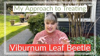 What’s Eating My Snowball Bush=Viburnum Leaf Beetle. My Approach to Treating It[TheHappyPlaceGarden]