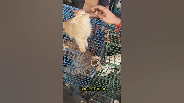 Video 11420741: persiancat persians, persiancat cute pets cat