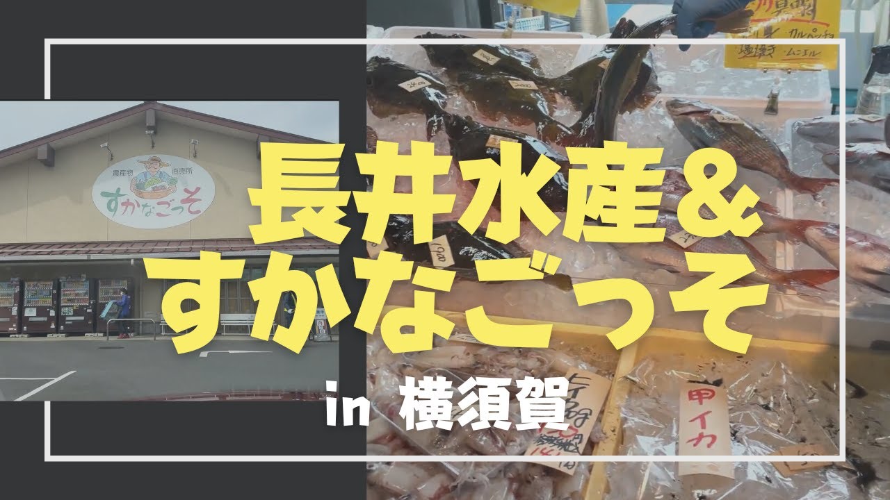 荒崎の長井漁港と大型農産物直売所！おいしい横須賀散歩です！