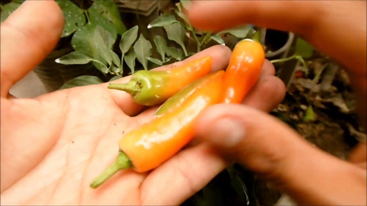 COMO Y CUANDO COSECHAR PLANTAS DE AJÍ CHILE YouTube COMO Y CUANDO COSECHAR PLANTAS DE AJÍ CHILE YouTube