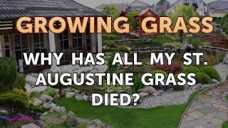 Why Has All My St. Augustine Grass Died?