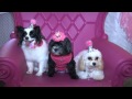 Dog Birthday Parties