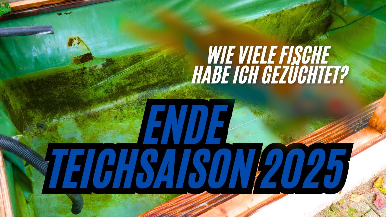 TEICH LEER wie viele Fische habe ich 2025 gezüchtet ?