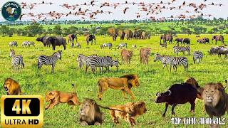 4K Untamed Africa: Okavango Delta, Botswana – Scenic Animal Documentary with African Rhythms