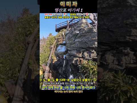 이미자 영산포 아가씨 1 내수전 일출 전망대 탐방로 입구 네온 간판 우측 올라 탐방로 기풍있는 소나무 우측길 동백꽃 없는 동백숲길 꼬불 꼬불 눈덮인 내트계단 좁은길 정상이 보인다