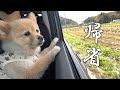 実家に帰れるのが嬉しくて愛犬がこうなりました…