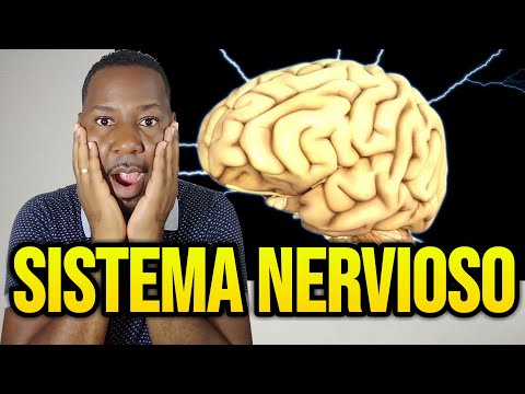 CÓMO ESTÁ CONFORMADO EL SISTEMA NERVIOSO | Biología