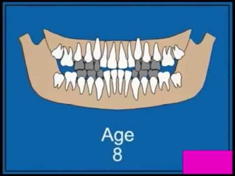 Смена молочных зубов на постоянные