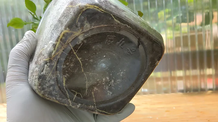 Rooting Trifoliate Citrus cuttings to make new rootstock.