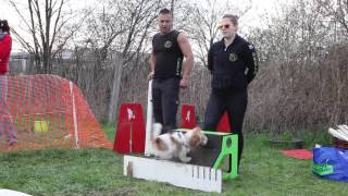 2017.04.01 | II. Akela Flyball Kupa | Versenycsapatok felkészülés | HD