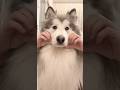 イケメンすぎて滅 #アラスカンマラミュート#alaskanmalamute #好きすぎて滅