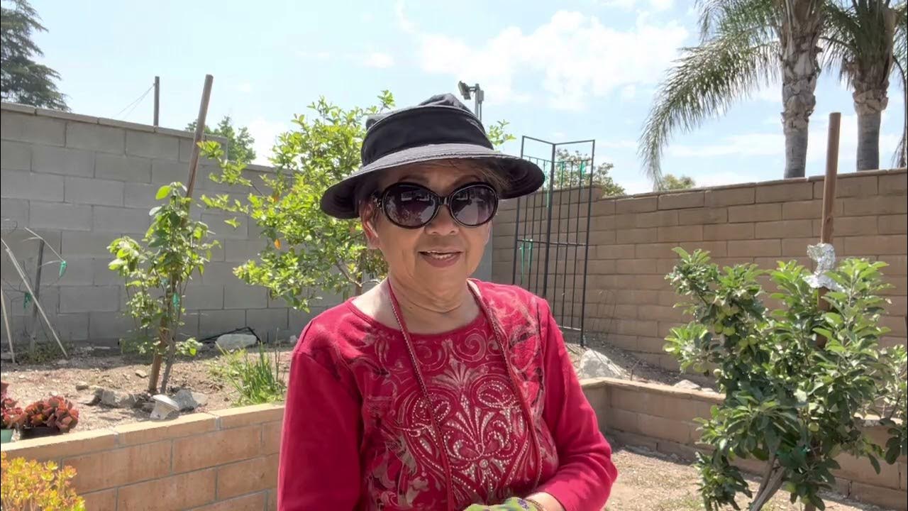 416Planted Guava Tree. See my Epiphyllum flowers & Filipino shallots