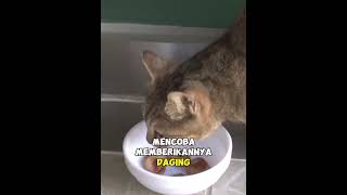 Traumatized by Losing Her Kittens, This Mother Cat Always Brings Food for Her Kittens #cat #rescue