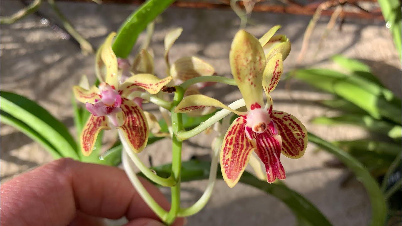 Motes Orchids Unboxing!!