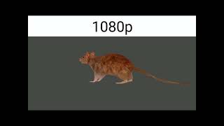 Spinning Rat In Different T Pixel Counts