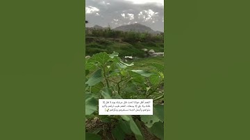 تلاوة خاشعة بصوت القارئ هزاع البلوشي||قرآن كريم||حالات واتس أب دينية 🌿.