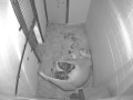 view National Zoo&apos;s African Lion Gives Birth to Four Cubs digital asset number 1