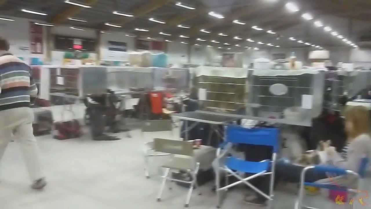 katteutstilling 15-17 Juni 2012 - YouTube