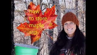 how to store maple sap | how to make maple syrup part two