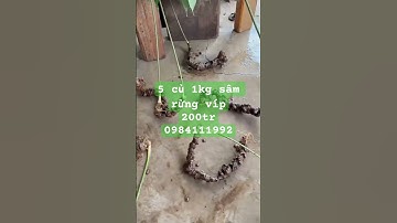 5 củ sâm ngọc linh rừng víp nặng 1kg #sâm_ngọc_linh_rừng #sâm_ngọc_linh #sức_khoẻ #quà_biếu_cao_cấp