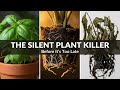 Catch Root Rot Before It's Too Late | 12 Critical Signs