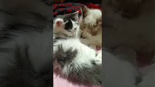 #scentsational #automobile #funny #whiteoud #catlovers