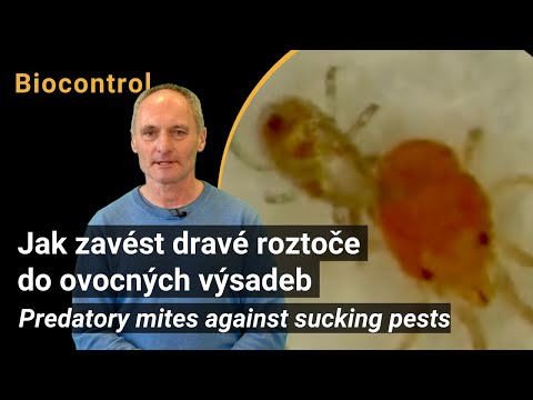 Video: Čo sú dravé roztoče: Ako používať dravé roztoče na kontrolu škodcov