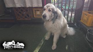 ひとりだけ減量が必要で...神妙な顔をするベルです　Great Pyrenees　グレートピレニーズ
