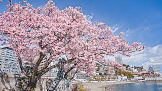 桜 さくら ひらひら 舞い降りて落ちて | b's mono-log
