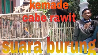 Suara burung kemade