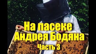 видео: На пасеке Андрея Бодяна -Летний визит /Медогонка Цех Платформа Цена меда /Часть третья/ картинка: На пасеке Андрея Бодяна -Летний визит /Медогонка Цех Платформа Цена меда /Часть третья/
