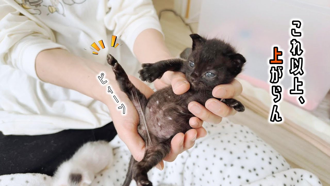 サイレントにゃぁあああ多めの子猫たちがかわいすぎる。あくびバッチリおさめました【保護猫生活6日目】