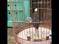 Poksay Hongkong Bisa Menirukan Suara Kucing Keren Abiz Buat Masteran Mp3 - Mp4 Download