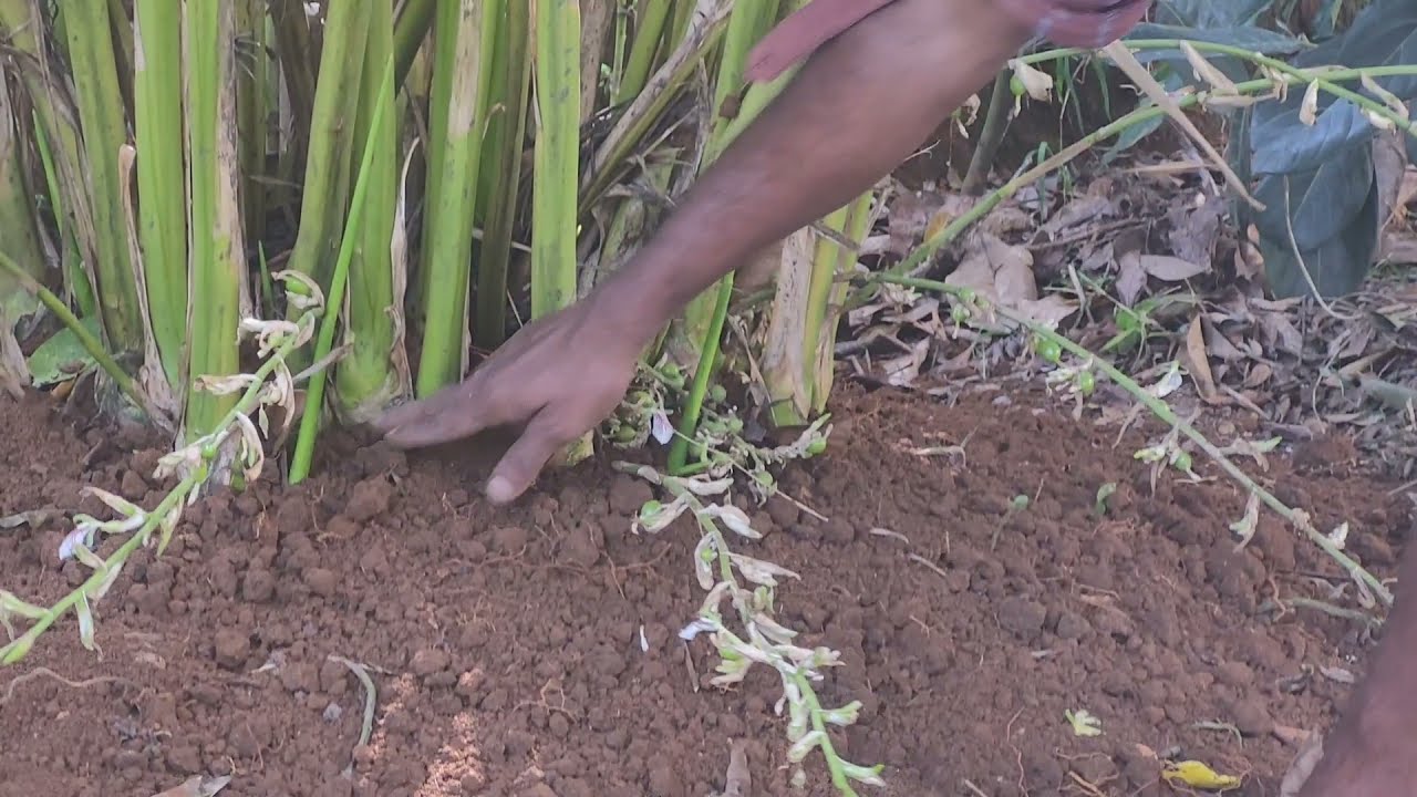 അടുത്ത സീസൺ, കൂടുതൽ ചിമ്പു, കൂടുതൽ ശരം, എന്നിവക്ക് വേണ്ടി ഈ സമയം നമ്മൾ ചെയ്യേണ്ട പണികൾ...