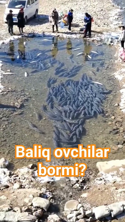 Baliqga qiziquvchilar nechtamiz? #baliqovi #рибалка #fishing